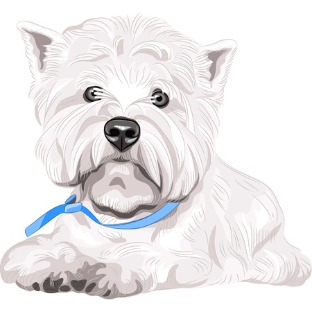 color sketch closeup portrait serious dog West Highland White Terrier breed with blue collarのイラスト素材