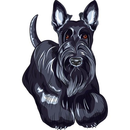 color sketch of the dog Scottish Terrier breed standingのイラスト素材
