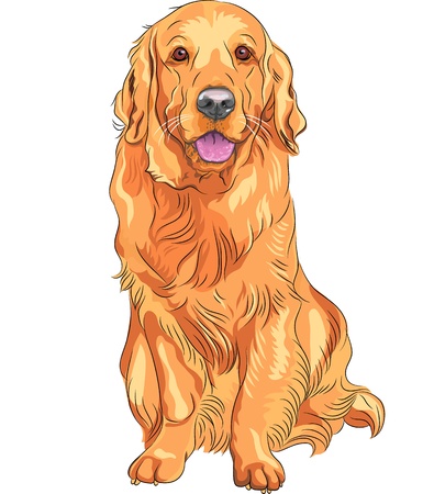 portrait of a close-up of smiling red gun dog breed Golden Retriever sittingのイラスト素材