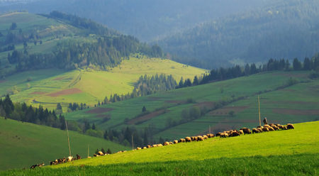 A herd of sheep in the early morning on the colored diagonal Carpathian Mountains 