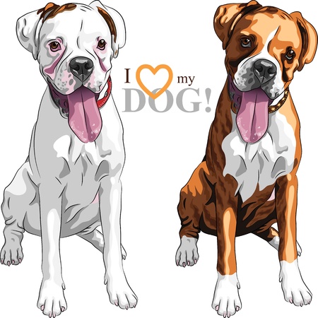closeup portrait of the pair of domestic dogs Boxer breed white and brindleのイラスト素材