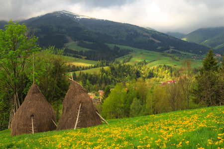 Spring morning rural landscape with two haystacks in the Carpathian mountains. 