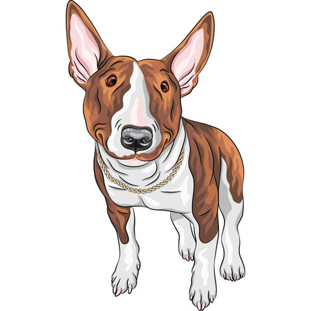 Vector color sketch of cheerful smiling Excellent Bull Terrier Dog in black and tan isolated on the white backgroundのイラスト素材