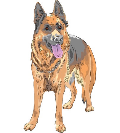 Vector portrait of a dog German shepherd breed smiles with his tongue hanging outのイラスト素材
