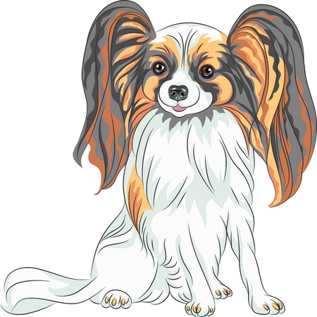 Vector color sketch Papillon red and black dog with long shaggy earsのイラスト素材
