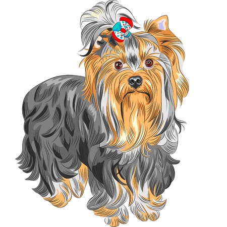 color sketch serious Yorkshire terrier red and black with bowのイラスト素材