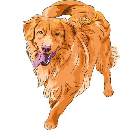 smiling staying red gun hilarious funny dog breed Nova Scotia Duck Tolling Retriever (Toller)のイラスト素材