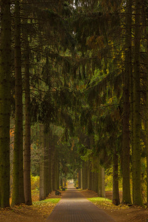 Dark green spruce alley overcast autumn day, the vertical frame formatの写真素材