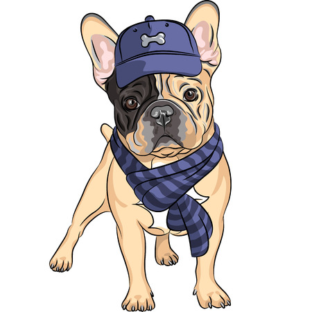 vector hipster dog  French Bulldog breed in a blue cap and scarfのイラスト素材