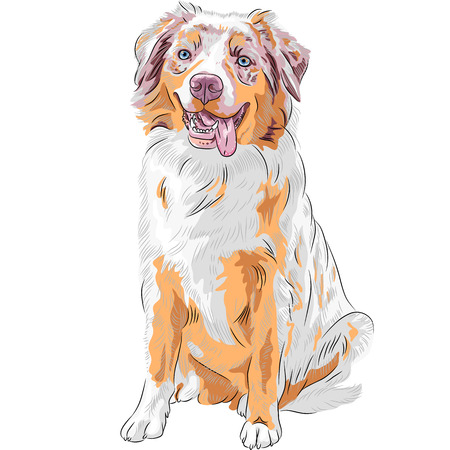 Vector dog Red Australian Shepherd breed  Aussie or little blue dog のイラスト素材