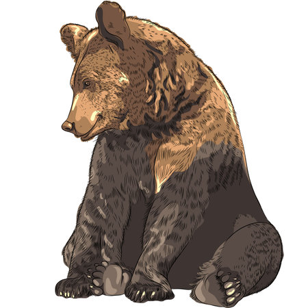 funny cartoon bear sitting and smilingのイラスト素材