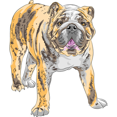 COLOR sketch of the dog English Bulldog breed のイラスト素材