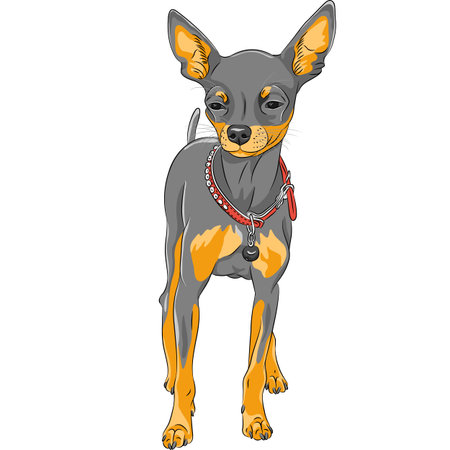 Vector color sketch of the cute serious dog Chihuahua breedのイラスト素材