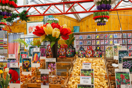 Amsterdam, Netherlands - July 30,2014: Tulip bulbs on the famous floating flower market in Amsterdam. The Bloemenmarkt is the world's only floating flower market and one of the main attractions of Amsterdam.のeditorial素材