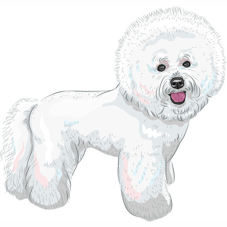 white cute dog Bichon Frise breed smilingのイラスト素材