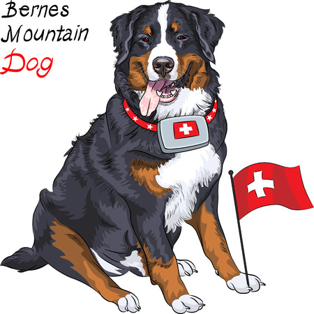 Happy Bernese mountain dog with a first aid kit and Swiss flagのイラスト素材