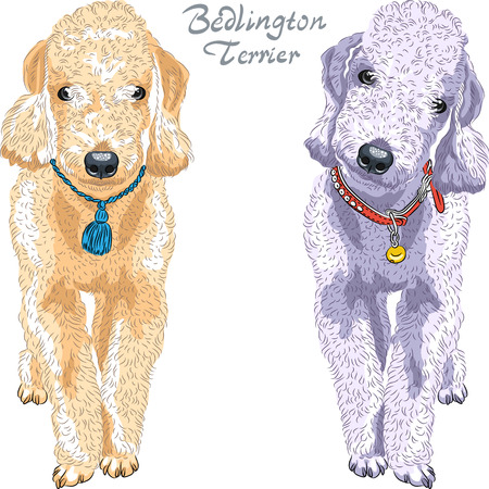 Two dogs Bedlington Terrier breed liver-colored and gray sittingのイラスト素材