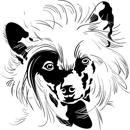 Sweet dog Chinese Crested breed hand drawing vectorのイラスト素材