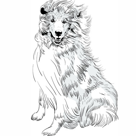 Sweet dog rough Collie breed hand drawing vectorのイラスト素材