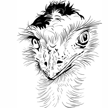 sketch closeup portrait of funny Ostrich Birdのイラスト素材