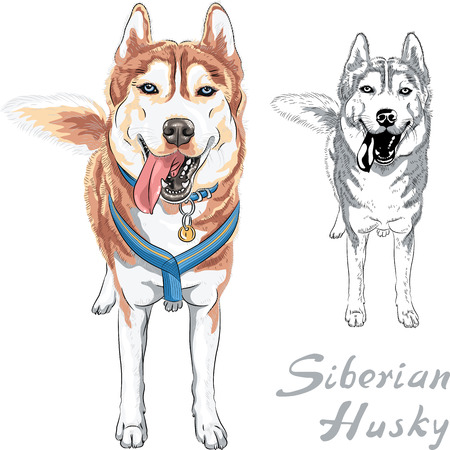 dog Siberian Husky breed standng and smilingのイラスト素材