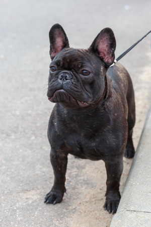 domestic dog black French Bulldog breed standingの写真素材