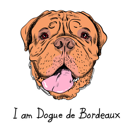 Dog French Mastiff or Dogue de Bordeaux breedのイラスト素材