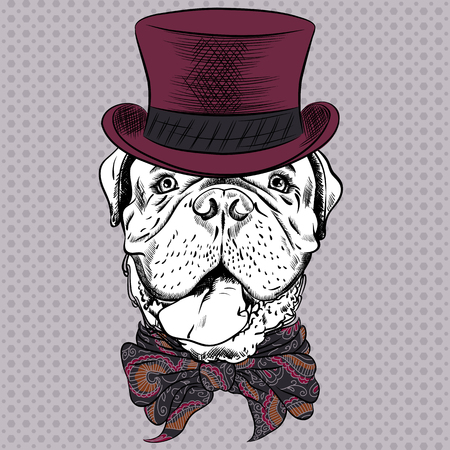 Dog French Mastiff or Dogue de Bordeaux breed in a top hat and cravat bowのイラスト素材
