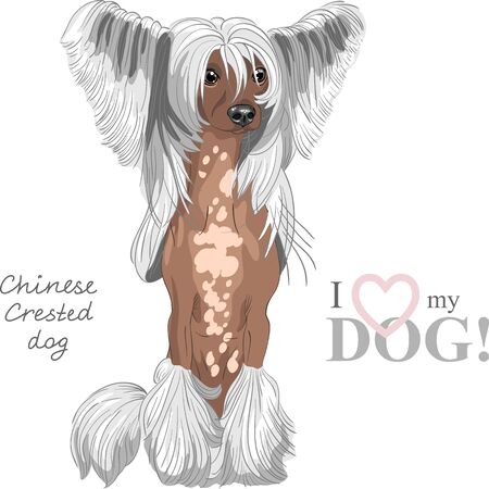 Hairless Chinese crested dog sitting, dark skinのイラスト素材