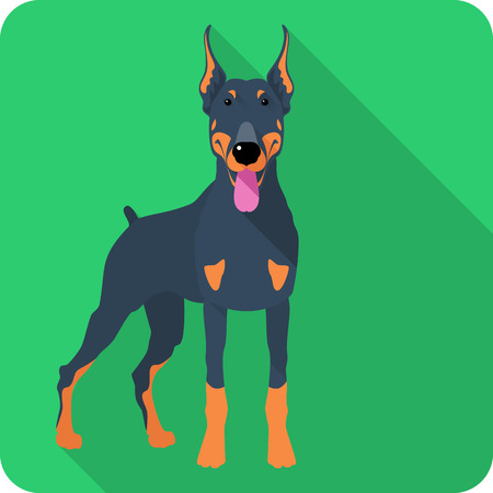 Vector serious dog Doberman Pinscher body icon flat designのイラスト素材