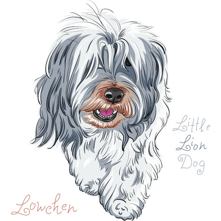 Dog cute breed Lowchen or Little Lion Dogのイラスト素材