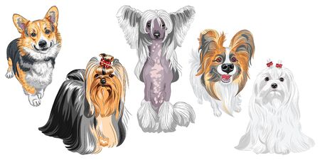 Set of dogs. Maltese, Hairless Chinese crested dog, Pembroke Welsh corgi, Yorkshire terrier with exhibition haircutcute, Papillon with long earsのイラスト素材