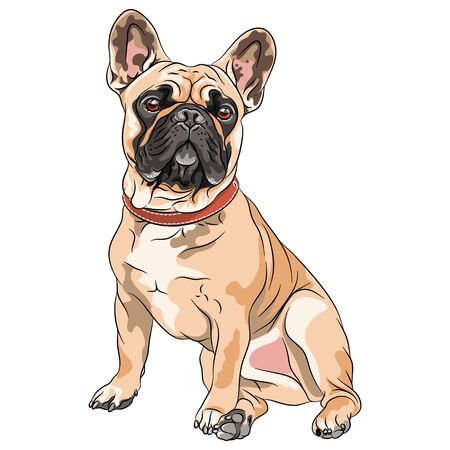 Vector fawn dog French Bulldog breed sitting, the most common colouringのイラスト素材