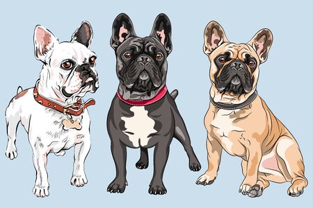 Vector set of white, fawn and black dogs French Bulldog breed, the most common colouringのイラスト素材