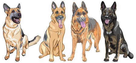 Vector set of dogs German shepherd breedのイラスト素材