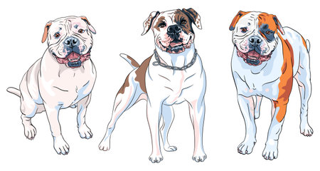 Vector set of sketches of dog American Bulldog breed, white with patches of brown and blackのイラスト素材