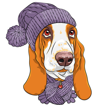 Vector dog Basset Hound breed in warm winter lilac knitted hat with pompomのイラスト素材