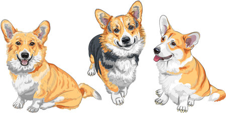 Set of color sketches of dog Pembroke Welsh corgi breed smilingのイラスト素材