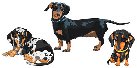 Set of black and tan smooth-haired miniature dogs Dachshund breedのイラスト素材
