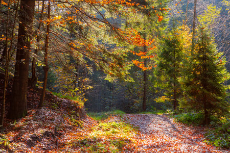 Autumn forest along hiking trail to Parashka Mountain near Skole town in Lviv region, Ukraine