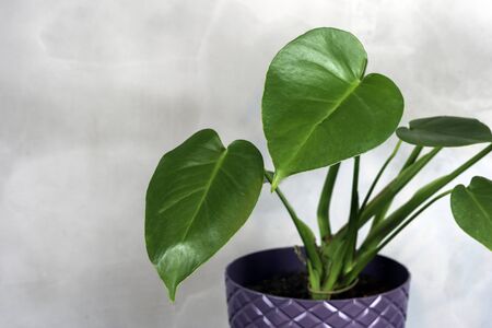 home plant tropical palm leaves in a pot standing on dark table. home gardening conceptの写真素材