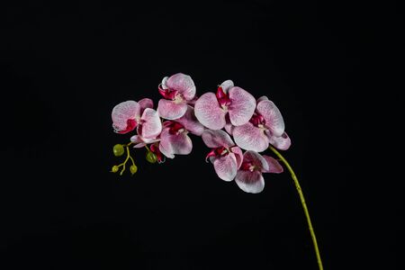 Pink white orchid flower on black background close up.の写真素材