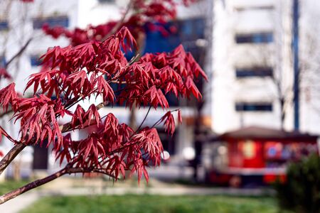 Tree branch with red leaves in sunny day.の写真素材