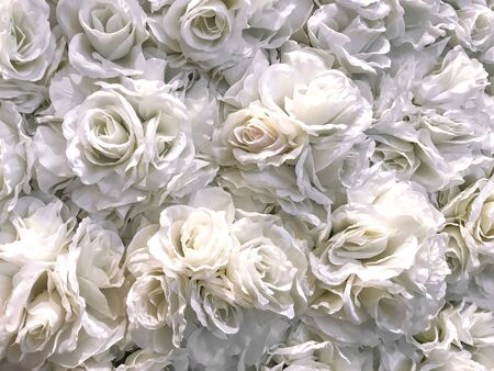 white flowers, roses wall background. Spring summer floral texture, press-wall, romantic spring background texture.の写真素材