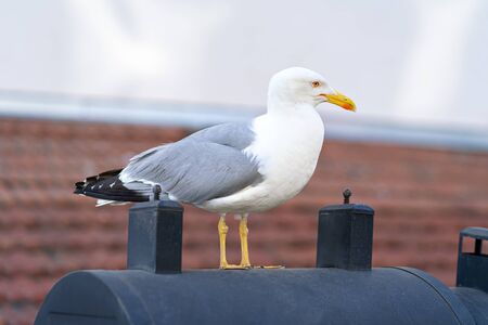 seagull bird on tiled roof in sunny day.の写真素材
