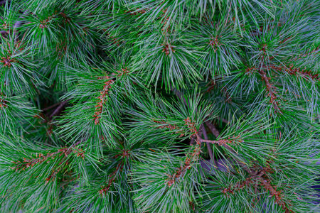Background of Christmas tree branches. fir pine coniferous tree texture background.