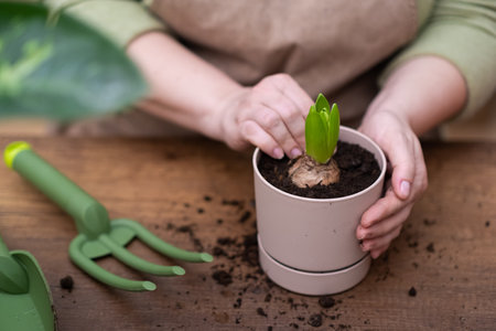 woman hands close up gets to work planting hyacinths in an decorative pot, filling with soil and fertilizer. wooden table and gardening tools.の写真素材