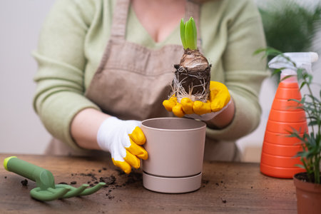 woman holding Hyacinth bulb plant ready to transplant, with root system, garden tools and decorative pot on table. home gardening hobbyの写真素材