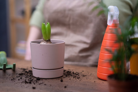 hyacinth bulb plant in flower pot on wooden table close up. healthy roots repotting gently using gardening tools.の写真素材