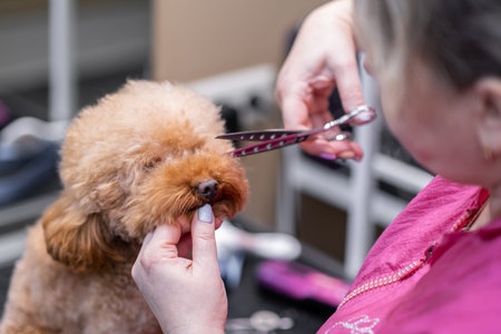 An experienced dog groomer using scissors to create a neat and stylish haircut for a puppy poodle....